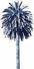 Palm Tree Blue II Art Print