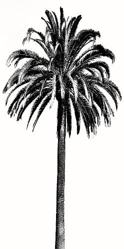 Palm Tree III Coastal Print