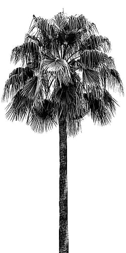 Palm Tree IV Coastal Print