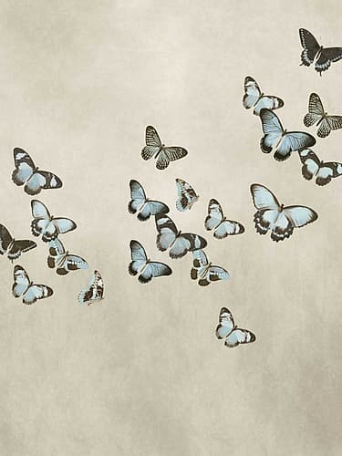 Spring Flight II Art Print