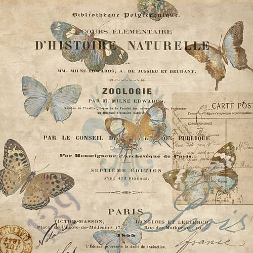 Papillon II Art Print