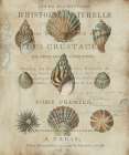 Shell Collection I Art Print