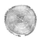 Timber Silver I Art Print