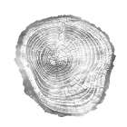 Timber Silver III Art Print