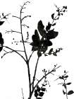 Nature Silhouette II Art Print