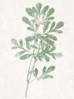 Nature Green II Art Print