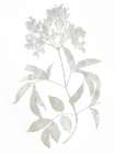 Natural Nature V Art Print
