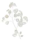 Natural Nature VI Art Print