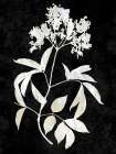 Nature White on Black V Art Print