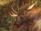 Moose Art Print