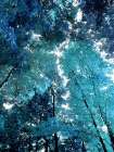 Blue Forest I Art Print