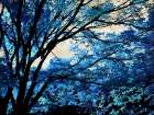 Blue Forest III Art Print