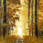 Sunlit Forest I Art Print