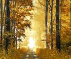 Sunlit Path Art Print