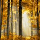 Sunlit Forest II Art Print