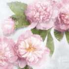 Pink Bloom II Art Print