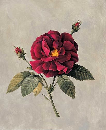 Timeless II Art Print
