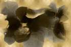 Circulate on Gold Art Print