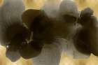 Continuous Black on Gold Art Print