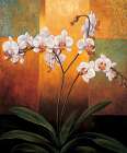 Orchids Art Print