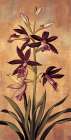 Burgundy Orchid Art Print