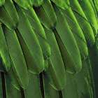 Feathered Friend - Green Art Print