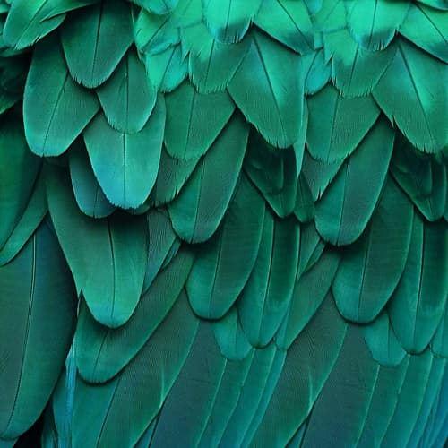 Feathered Friend - Aqua Art Print