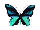 Vibrant Butterfly I Art Print