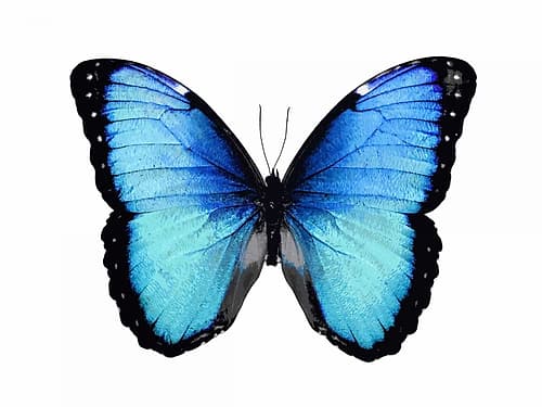 Vibrant Butterfly II Animaux reproduction