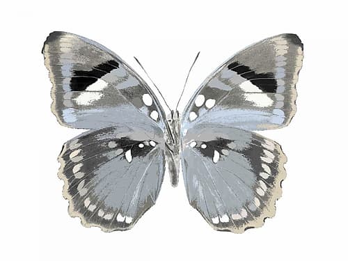 Butterfly in Grey I Art Print by Julia Bosco