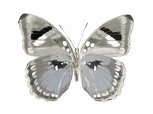 Butterfly in Grey II Art Print by Julia Bosco