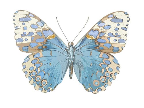 Buterfly with Indigo Art Print