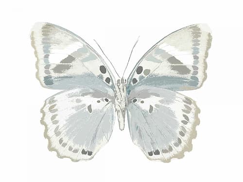Butterfly in Mandarin Art Print