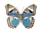 Butterfly in Pink I Art Print
