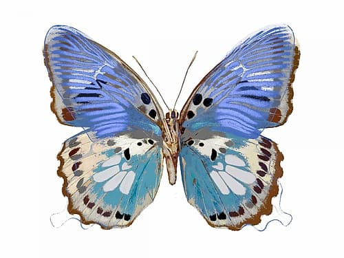 Golden Butterfly V Animaux reproduction