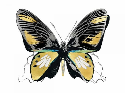 Vibrant Butterfly VI Art Print
