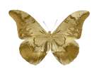 Golden Butterfly III Art Print