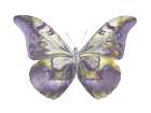 Butterfly in Teal and Blue Art Print