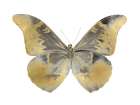 Golden Butterfly II Art Print