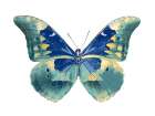 Butterfly in Aqua I Art Print
