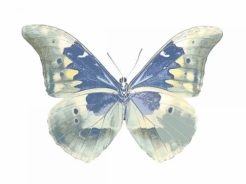 Butterfly in Aqua II Art Print