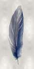 Blue Feather on Silver II Art Print