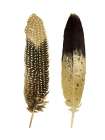 Gold Feather Pair Art Print