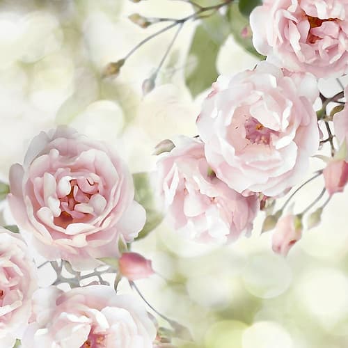 Pink Rose Garden I Art Print