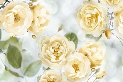 Yellow Rose Garden III Art Print