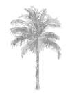 Palm Gray II Art Print