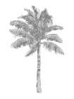 Palm Gray I Art Print