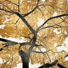 Golden Leaves Botanical Print