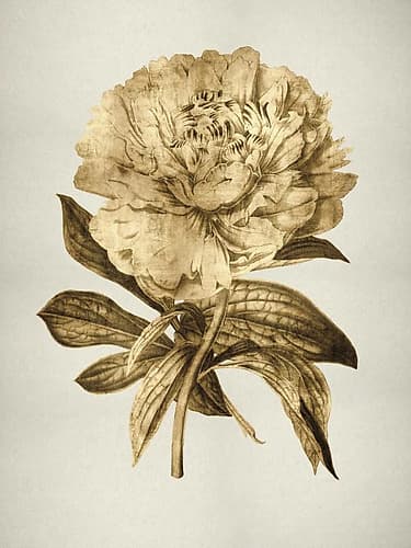 Gold Tulip II Art Print