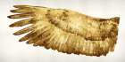 Golden Wing I Art Print